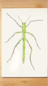 24 Colored Pencil Insects Drawing Ideas That Will Inspire Your Art